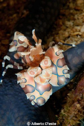 Harlequin Shrimp by Alberto D'este 